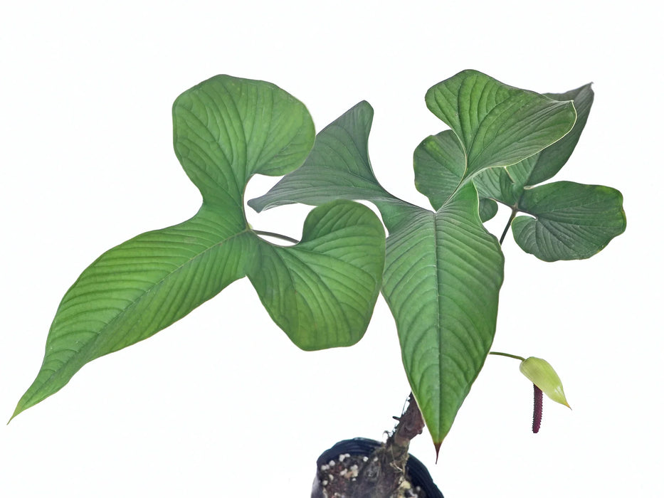その他観葉植物 Anthurium Draconopterum Anthurium draconopterum — Ecuagenera California
