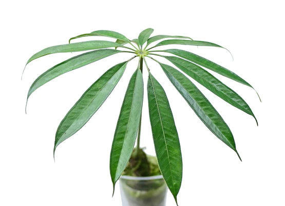 その他観葉植物 anthurium eminens Anthurium eminens — Ecuagenera California