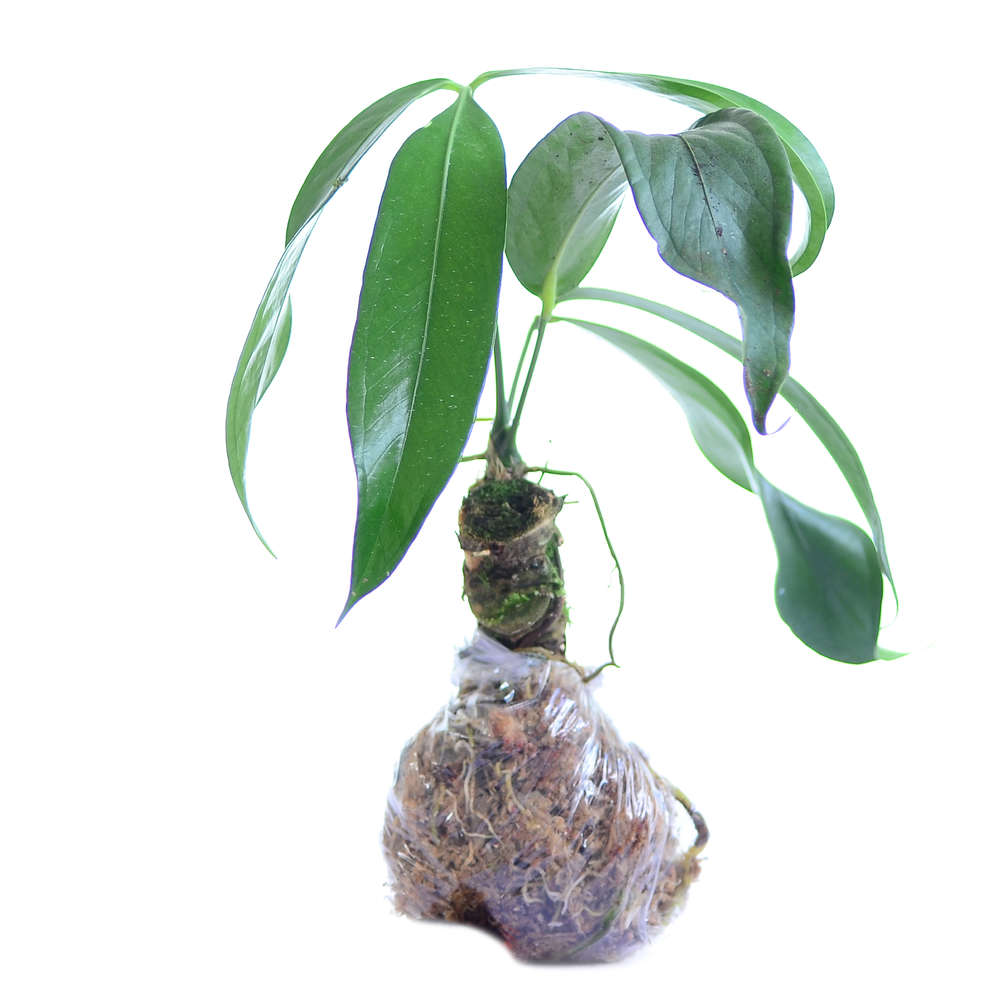 Anthurium eminens — Ecuagenera California