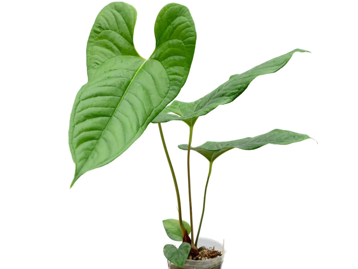 Anthurium ivanportillae (seedling) — Ecuagenera California