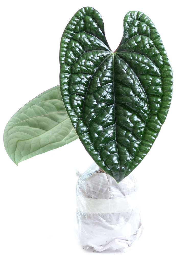 Anthurium luxurians