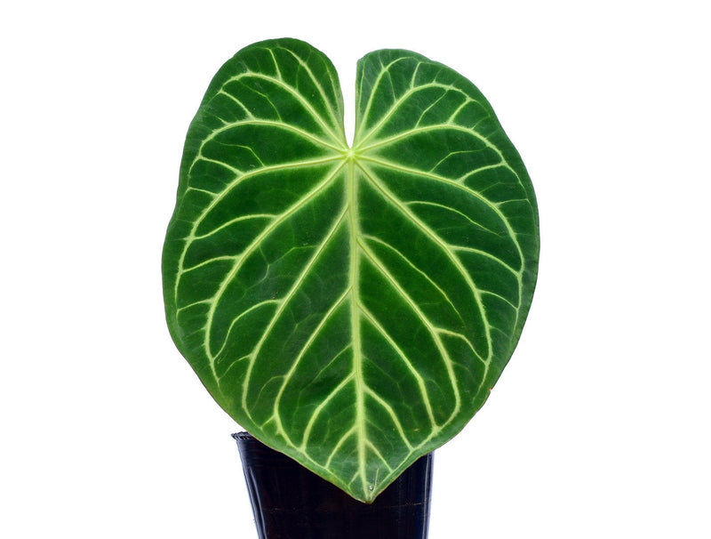 Anthurium magnificum