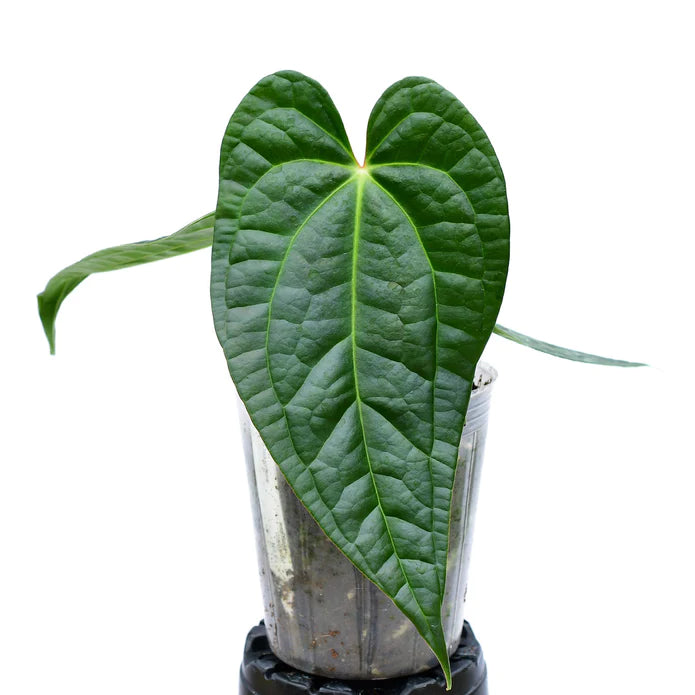 Anthurium Portilla Dreams