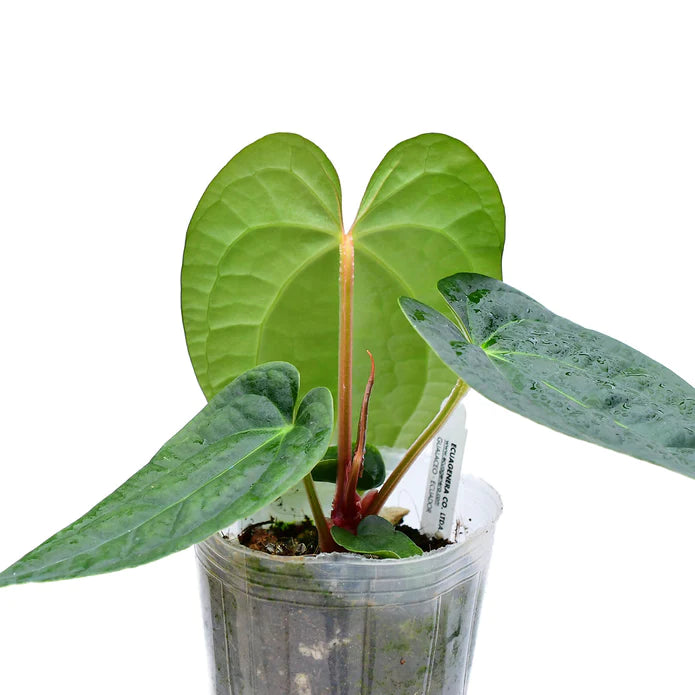 Anthurium Portilla Dreams