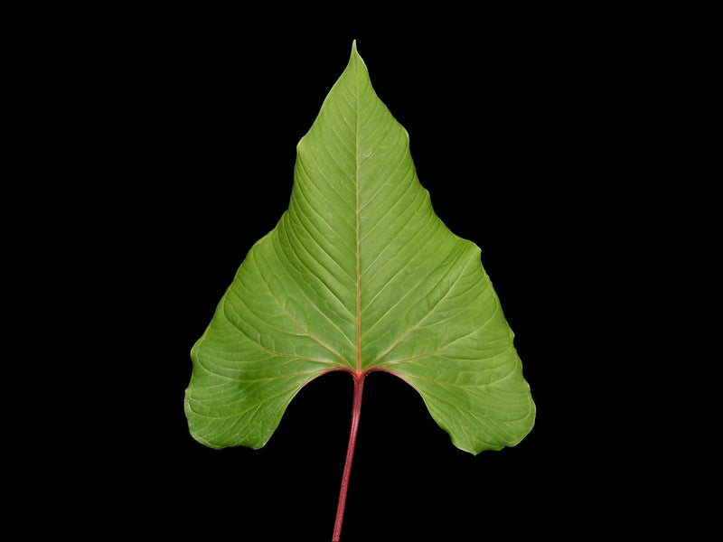 Anthurium marcocorreae