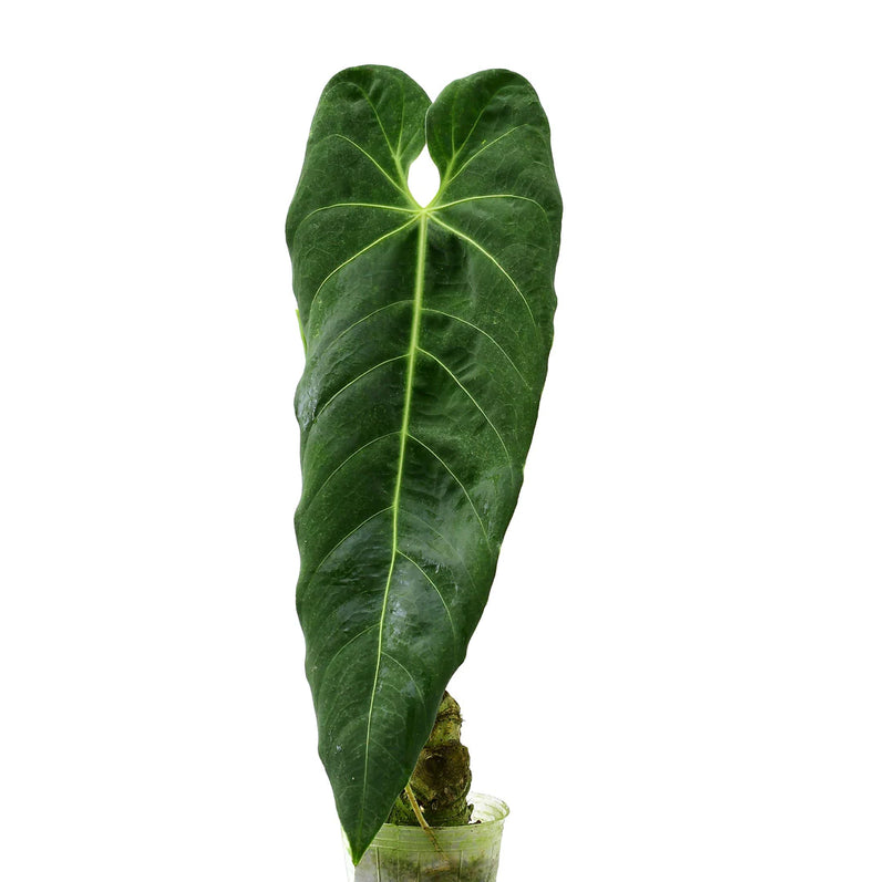 Anthurium metallicum