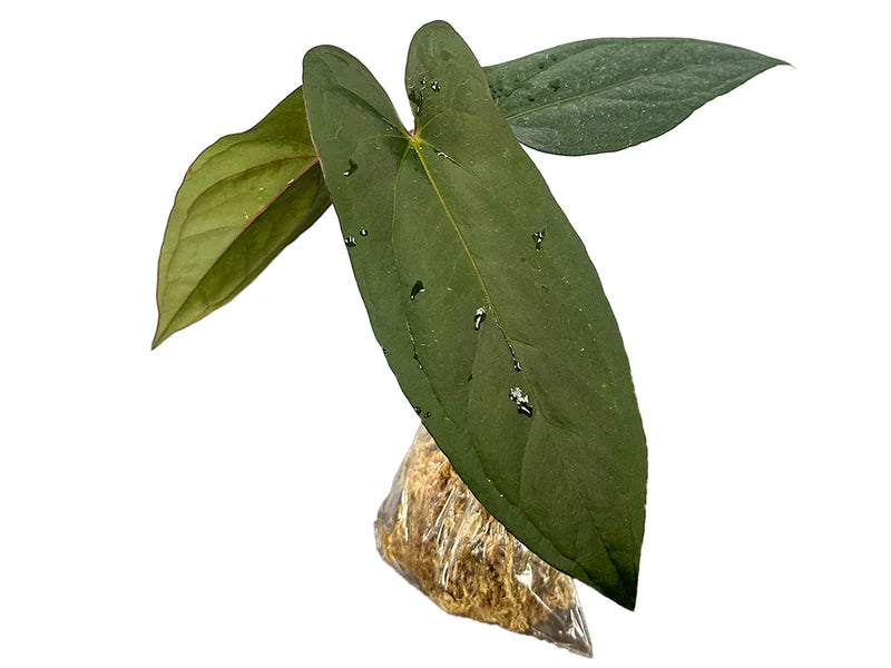 Anthurium Sylva Nova