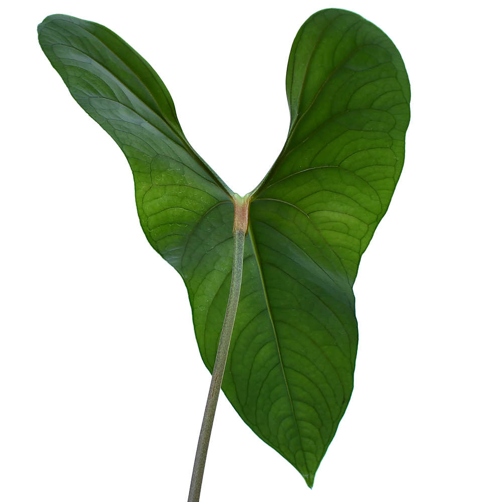 Anthurium nigrolaminum 'Gigi' — Ecuagenera California