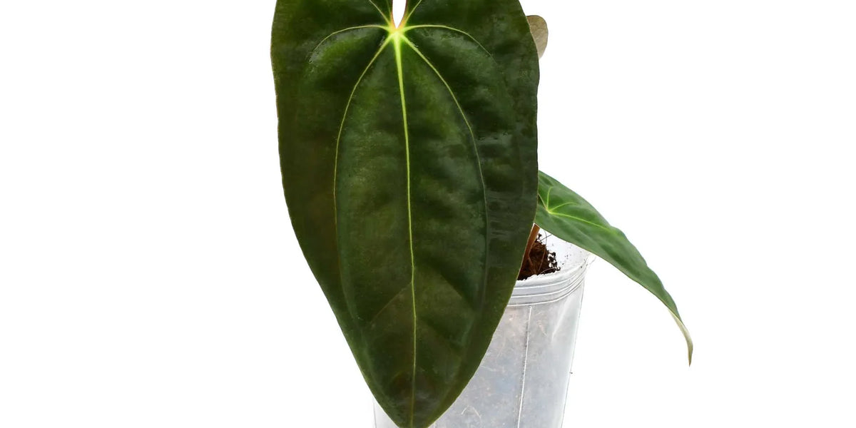 その他観葉植物 Anthurium papillilaminum Anthurium papillilaminum – Carnivero