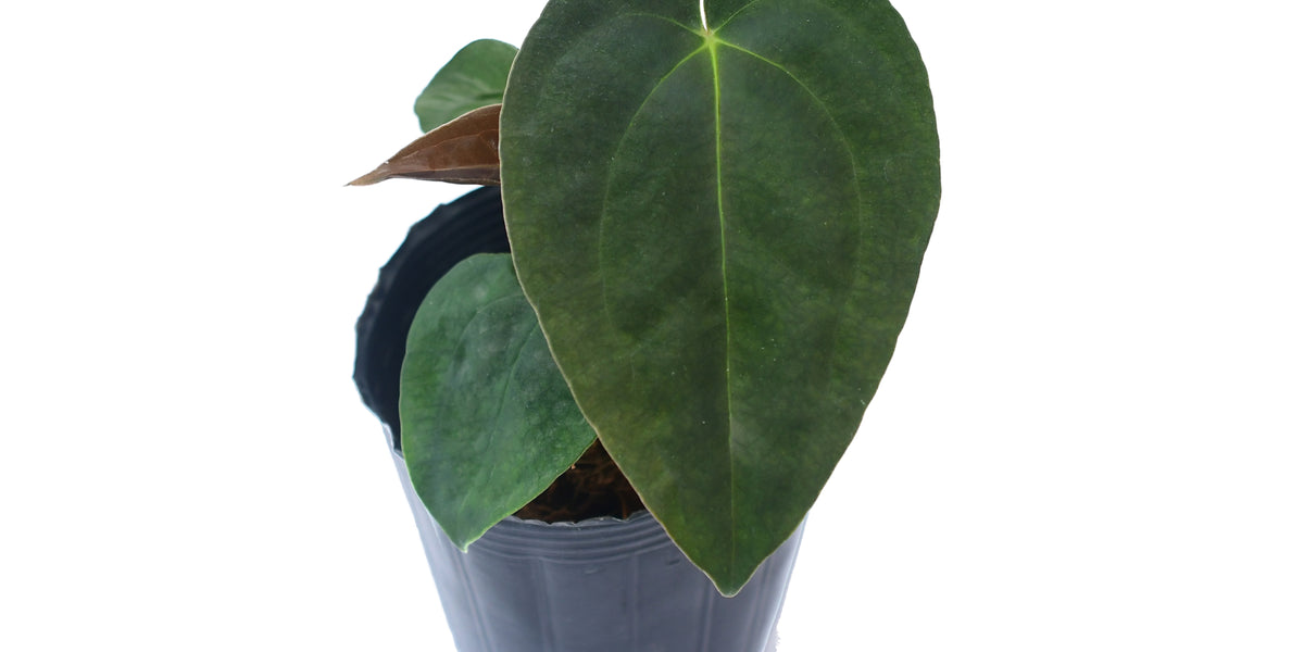 Anthurium papillilaminum (seedling) — Ecuagenera California