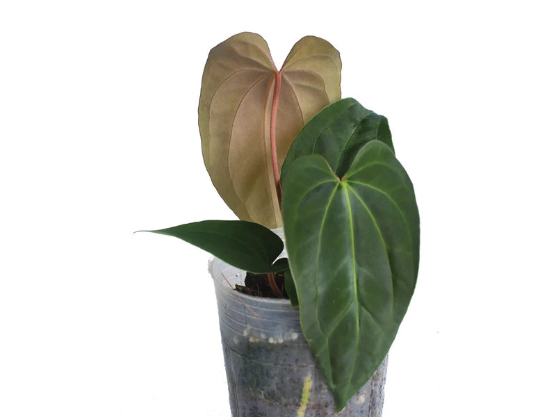 Anthurium papillilaminum x Anthurium Fantasy 'Inverse crossing'