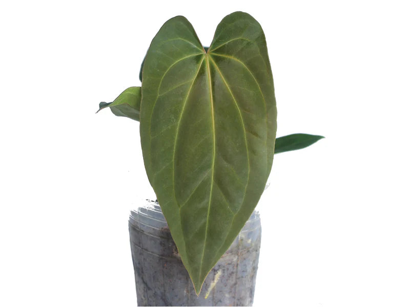 Anthurium papillilaminum x Anthurium Fantasy 'Inverse crossing'