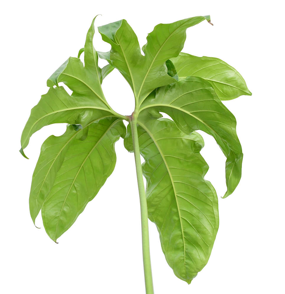 Anthurium pedatum — Ecuagenera California