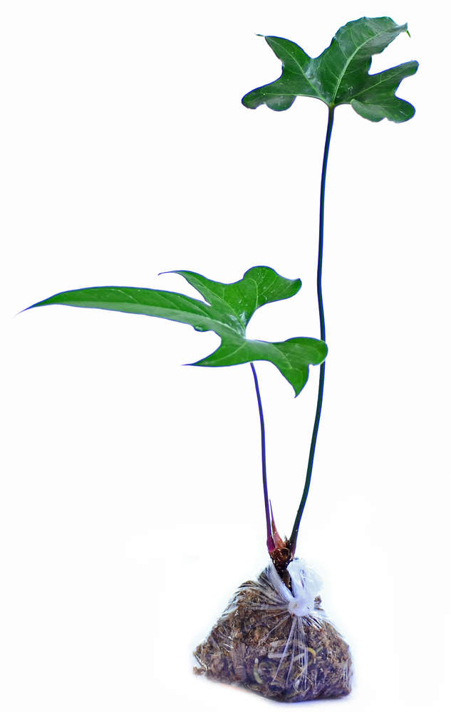 Anthurium pedatum — Ecuagenera California