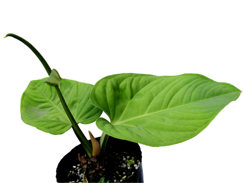 Anthurium pulcachense — Ecuagenera California