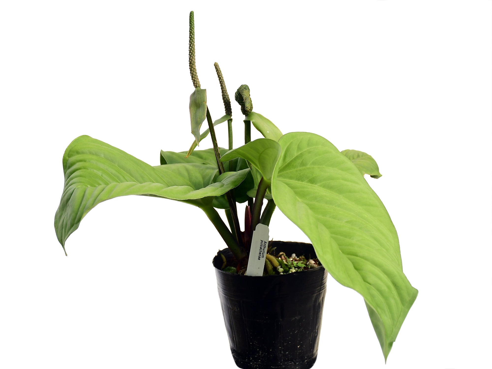 Anthurium pulcachense — Ecuagenera California