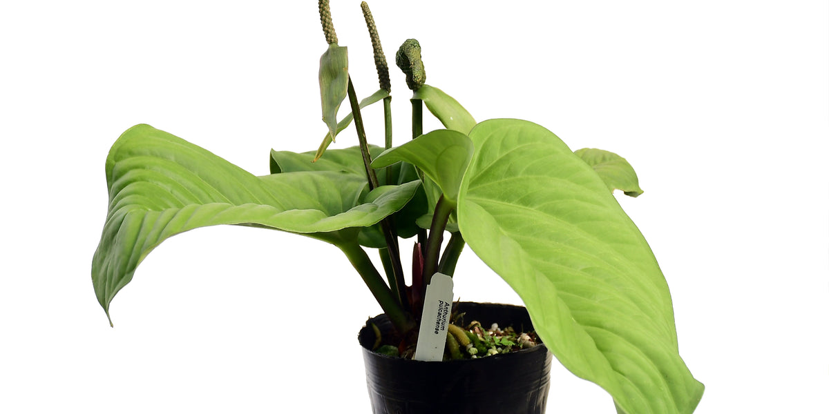 Anthurium pulcachense — Ecuagenera California
