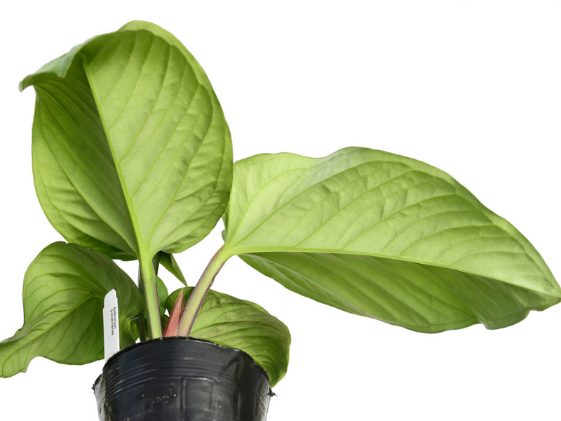 Anthurium pulcachense — Ecuagenera California