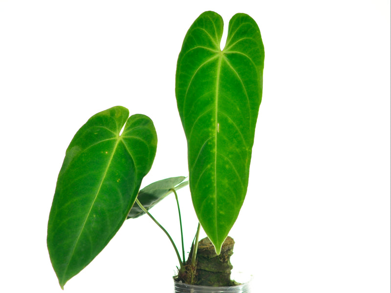 Anthurium queremalense
