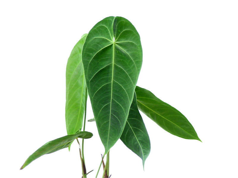 Anthurium queremalense