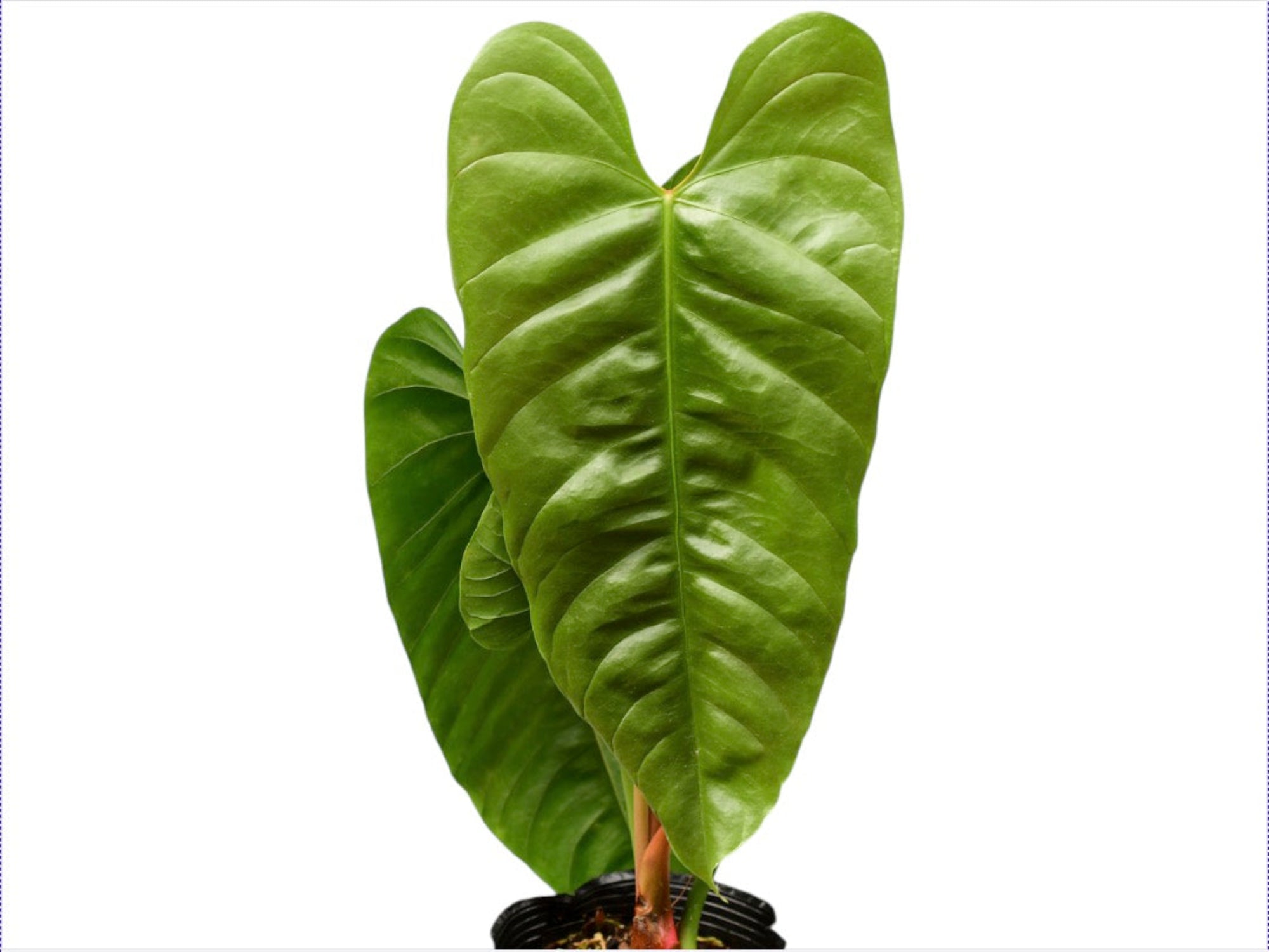 Anthurium recavum — Ecuagenera California