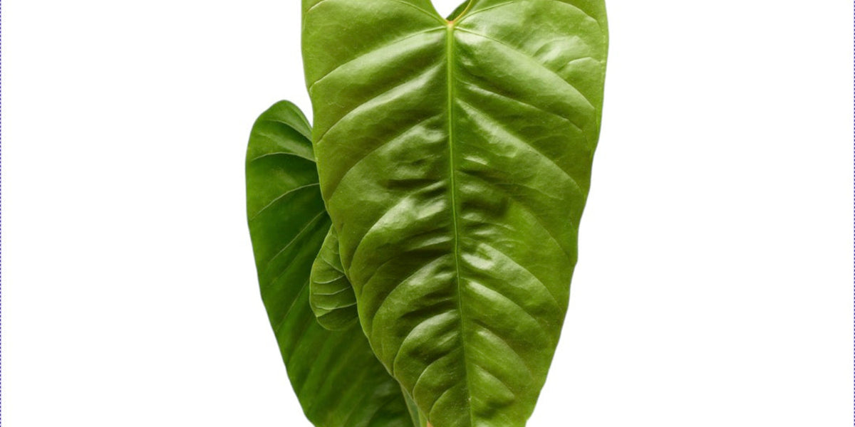 Anthurium recavum — Ecuagenera California