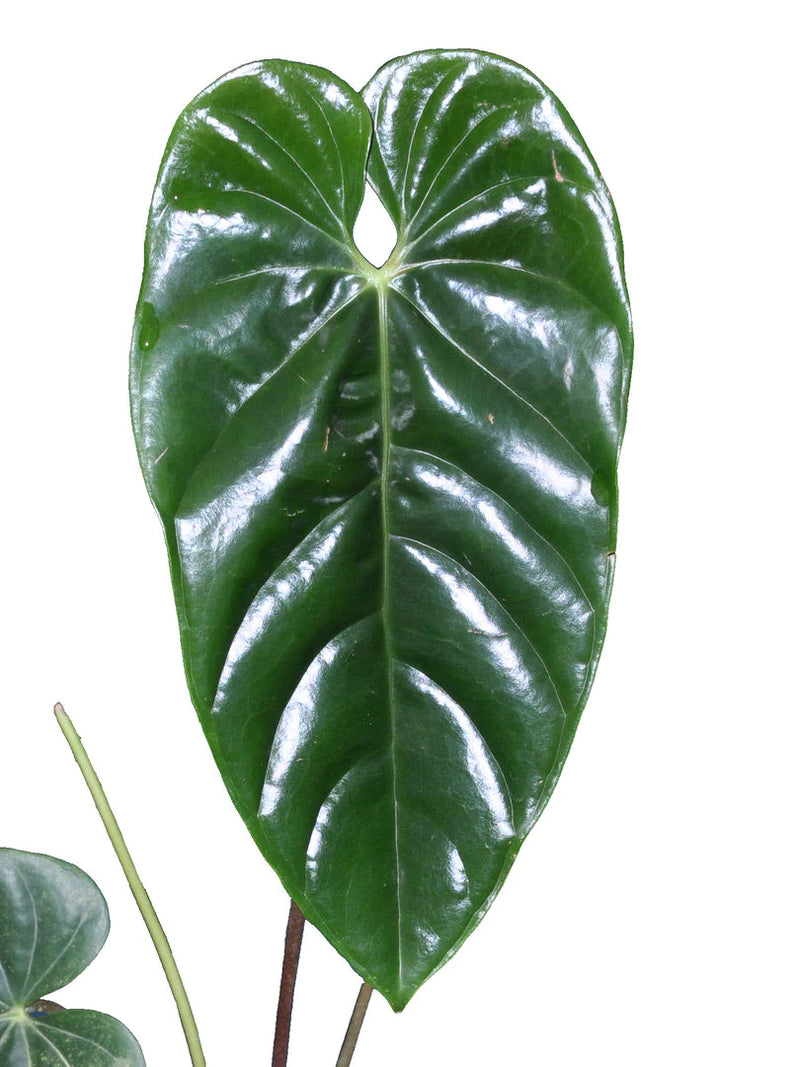 Anthurium delannayi