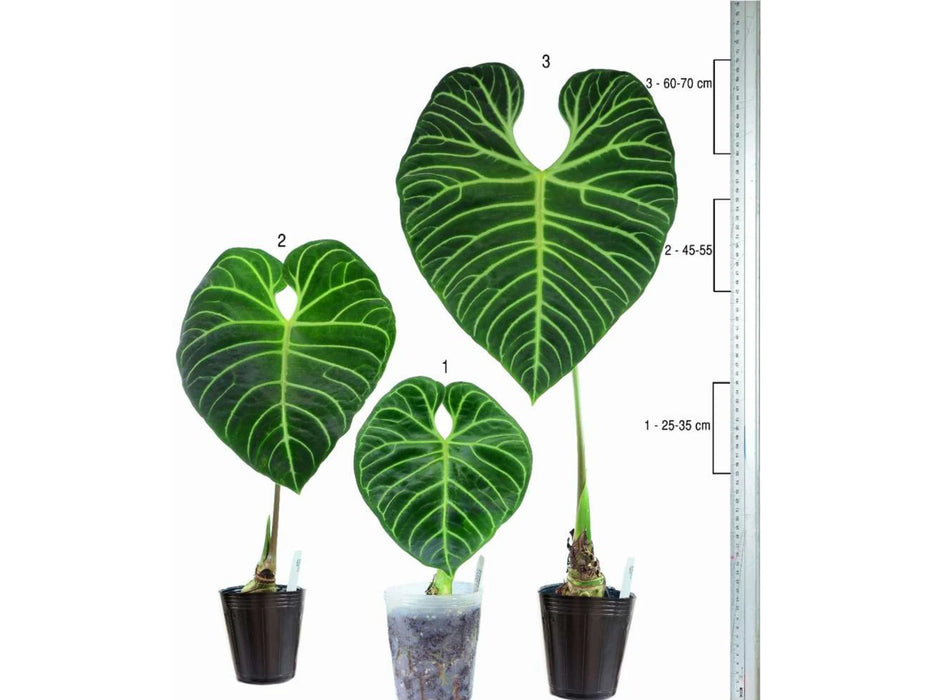 Anthurium regale