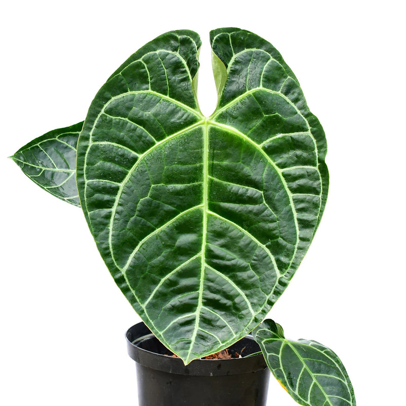 マルコ・ベルロッキオ / エンリコ四世 Amazon.co.jp: エンリコ四世 [DVD] : マルチェロ・マストロヤンニ