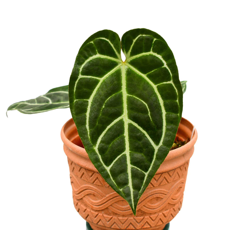 マルコ・ベルロッキオ / エンリコ四世 エンリコ四世 - 映画情報・レビュー・評価・あらすじ | Filmarks映画