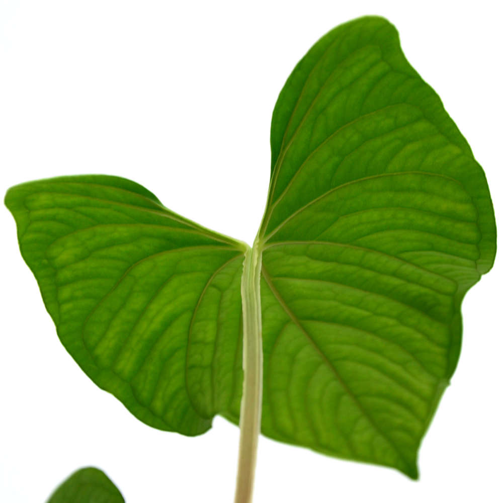 Anthurium sagittatum — Ecuagenera California