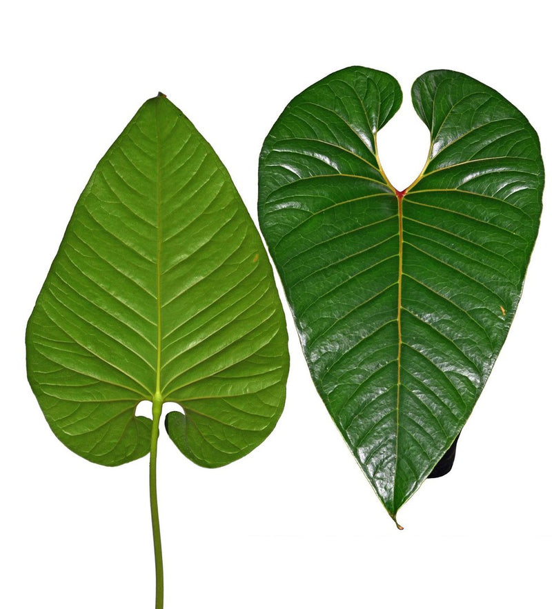 Anthurium decipiens