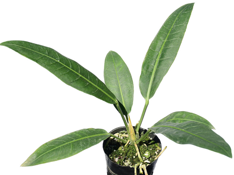 Anthurium scolopendrinum