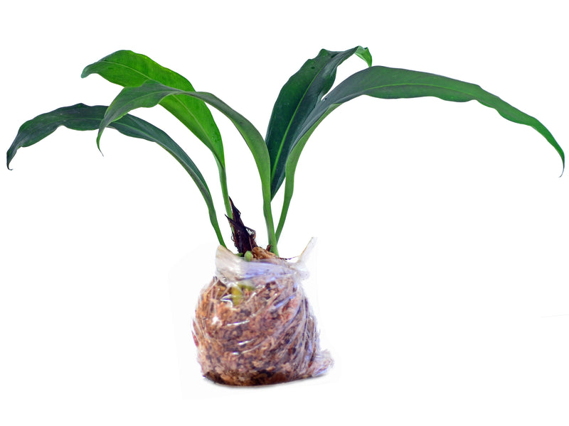 Anthurium scolopendrinum