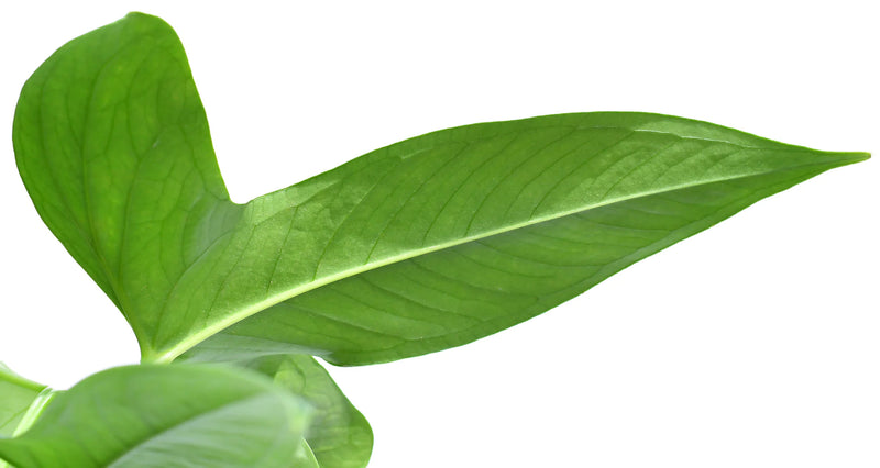 Anthurium sp 'Bomboiza'