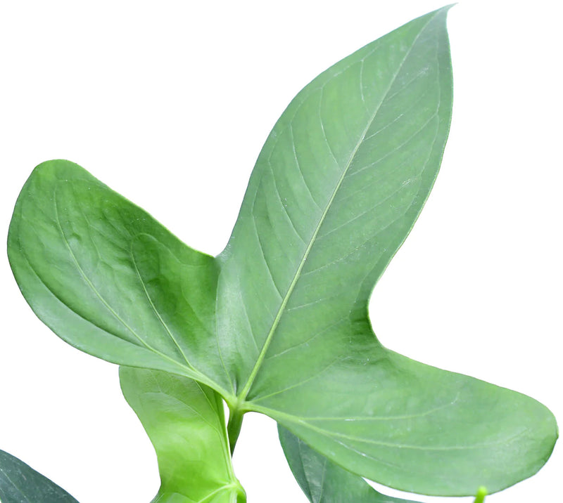 Anthurium sp 'Bomboiza'