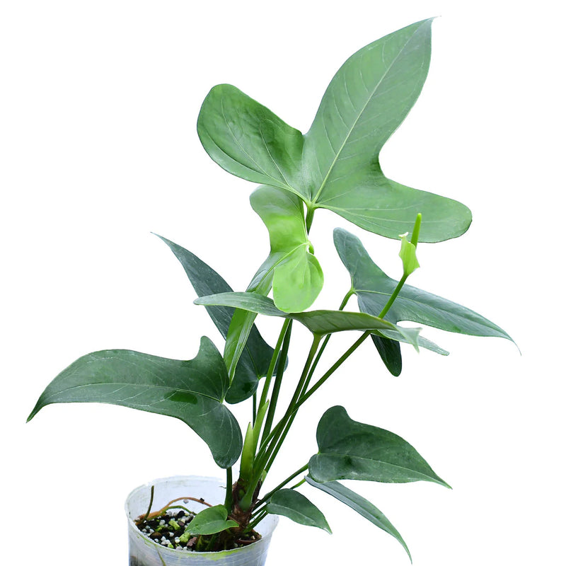 Anthurium sp 'Bomboiza'