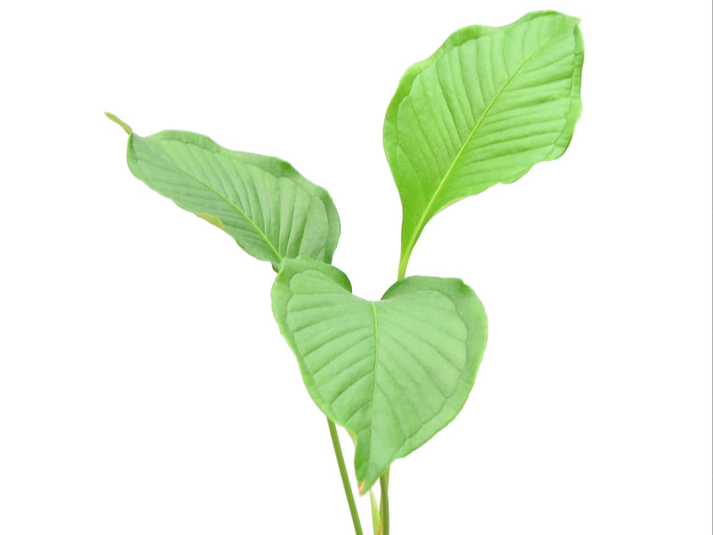 Anthurium umbricola