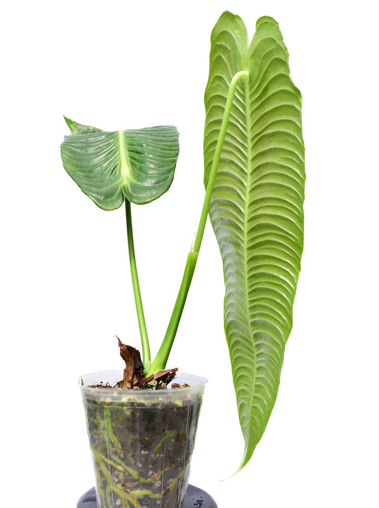 Anthurium veitchii