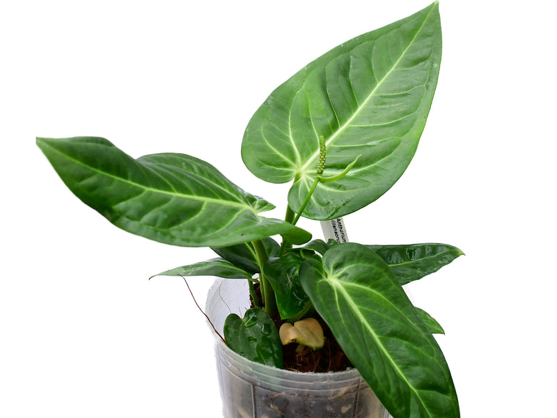 Anthurium villenaorum