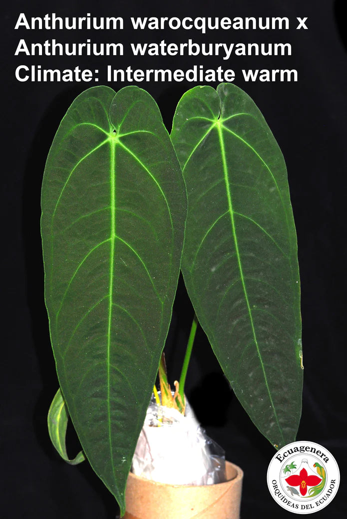 Anthurium Ecuagenera Queen