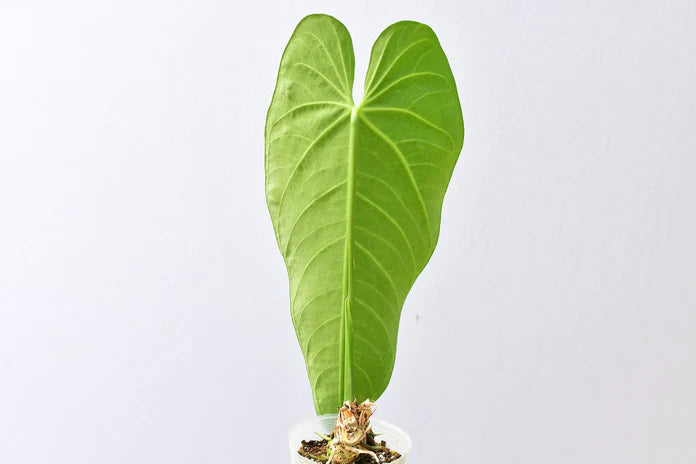 Anthurium Ecuagenera Queen