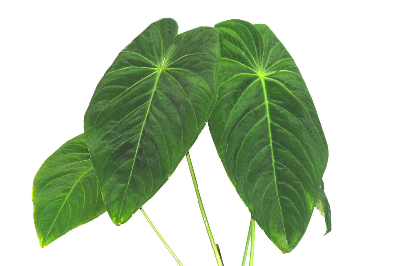 Anthurium waterburyanum