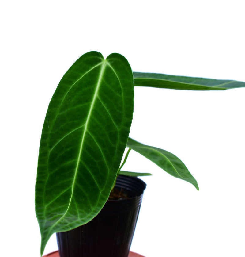 Anthurium Ecuagenera Queen 'Inverse crossing'