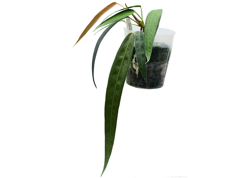 Anthurium wendlingeri