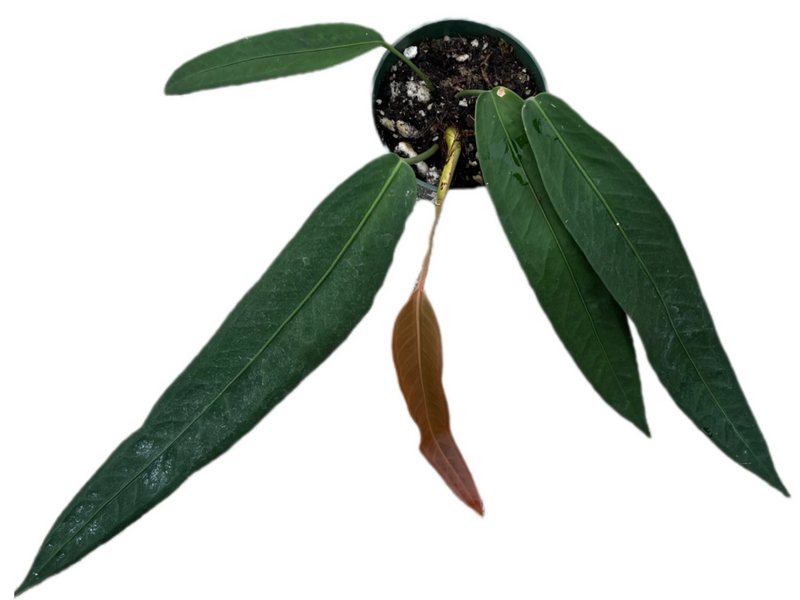 Anthurium wendlingeri