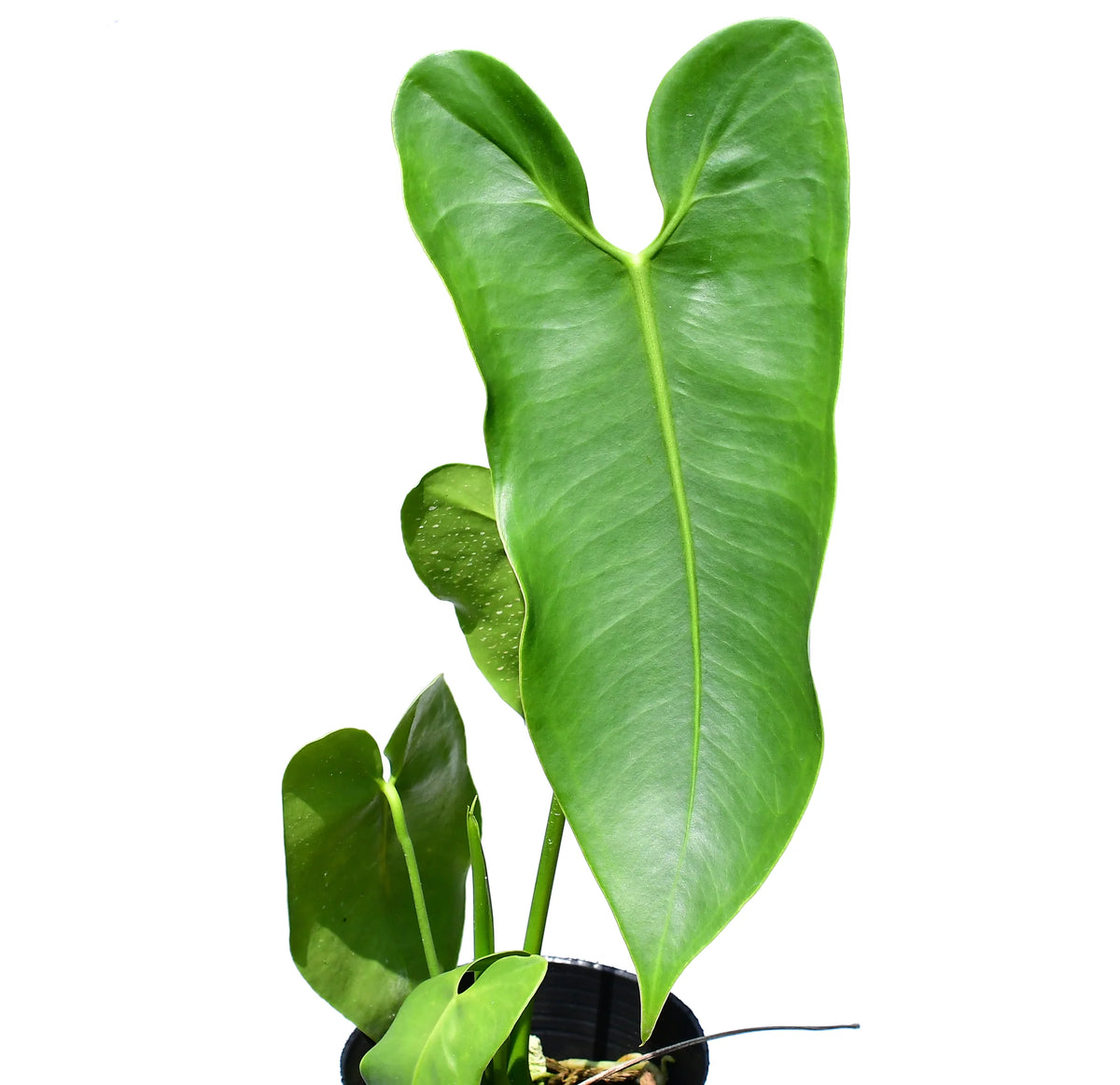 185 longissimilobum ロンギッシミロバム グアイジミ Anthurium longissimilobum 'Guayzimi' — Ecuagenera California
