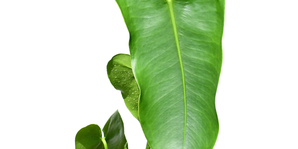 Anthurium longissimilobum 'Guayzimi' — Ecuagenera California Anthurium longissimilobum 'Guayzimi' — Ecuagenera California