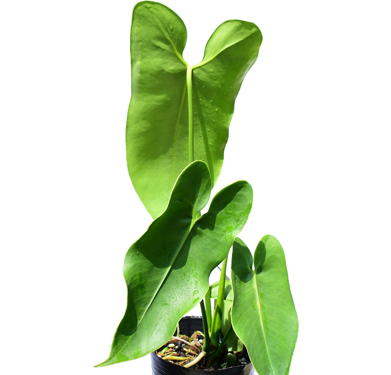 Anthurium longissimilobum 'Guayzimi' — Ecuagenera California