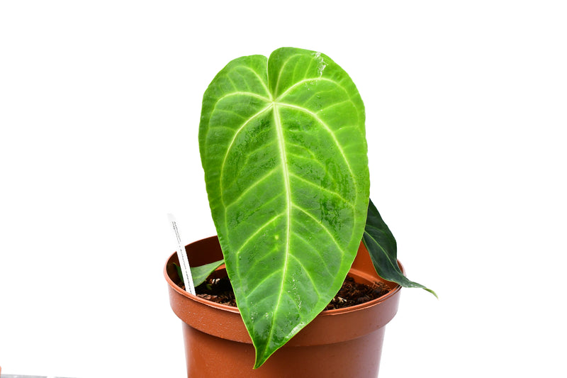 Anthurium magnificum x Anthurium waterburyanum